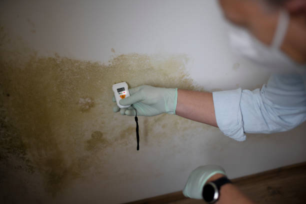 Best Office Mold Removal Services  in Corcoran, MN