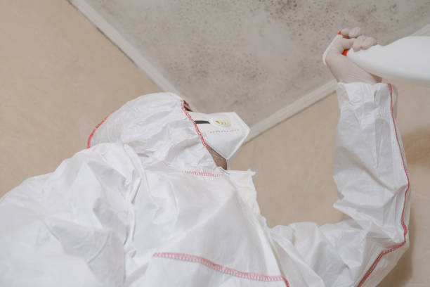 Best Fast Mold Removal  in Corcoran, MN