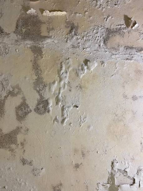 Reliable Corcoran, MN Mold Removal Solutions