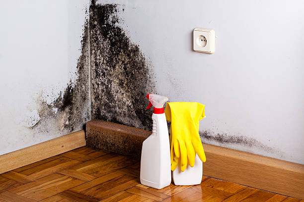 Best Mold Damage Repair  in Corcoran, MN