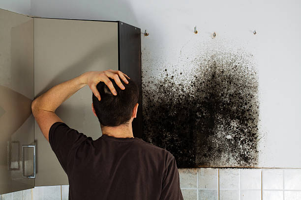 Best Black Mold Removal  in Corcoran, MN