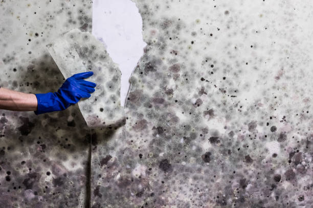 Best Mold Remediation Experts  in Corcoran, MN