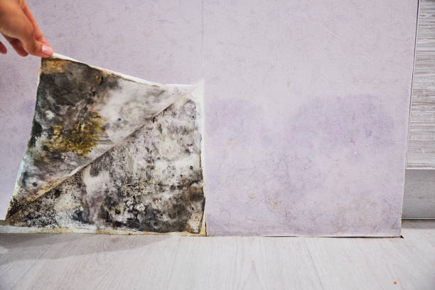 Best Attic Mold Removal  in Corcoran, MN